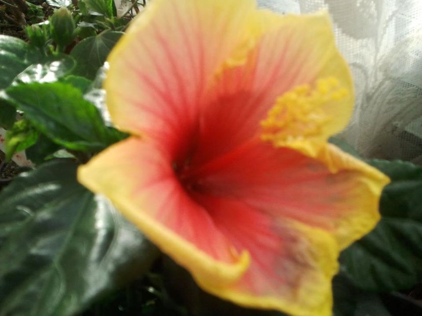 19142900_1485272984826187_3275346082405577992_o - HIBISCUSI 1-2020