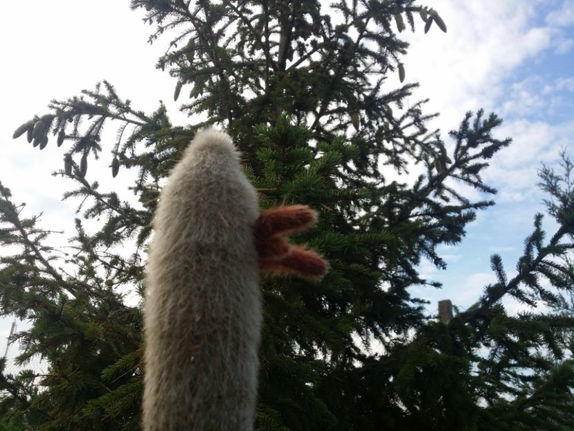  - cactusi 2020