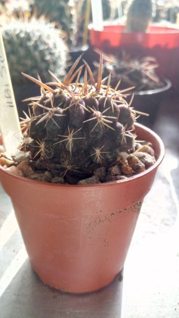 P. horridus (eriosyce curvispina) RS1911 - Pyrrhocactus--Eriosyce