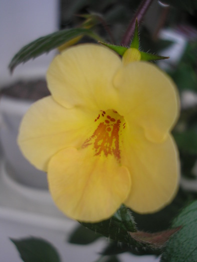 Yellow Beauty - ACHIMENES