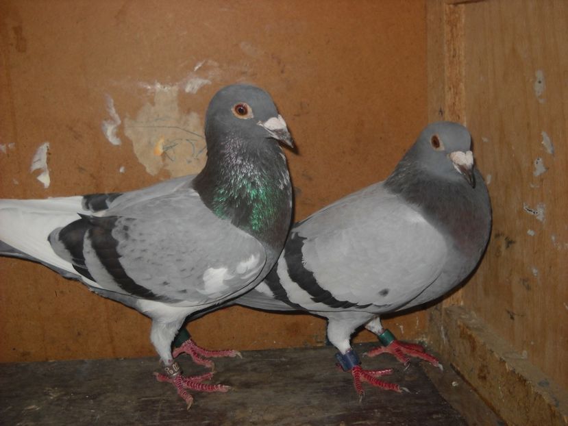  - UNDEVA IN SUCEAVA arhiva