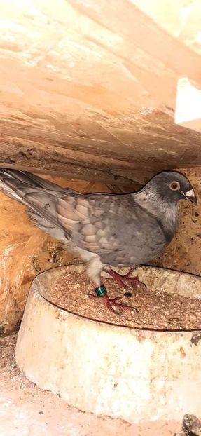  - NU AMI APARTIN 2020