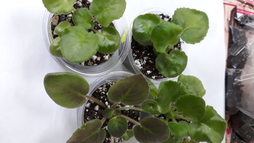  - 1 1 Violete Africane de Colecție