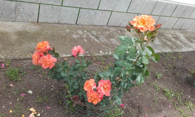 19 06 2020 - Westerland