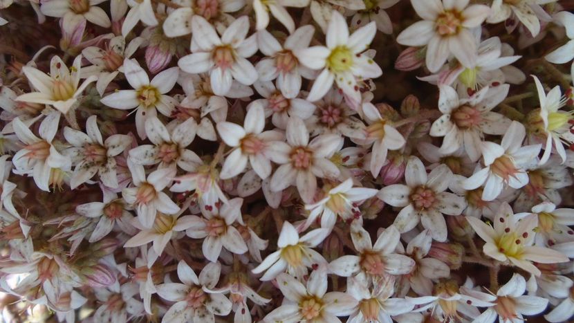 Suculente hardy - Primavara 2020