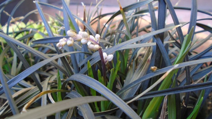 Barba sarpelui (Ophiopogon planiscapus), boboci - Primavara 2020
