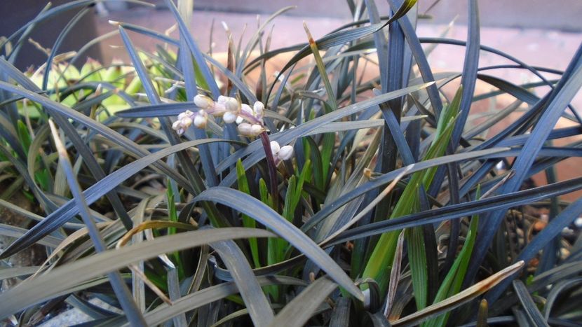 Barba sarpelui (Ophiopogon planiscapus), boboci - Primavara 2020