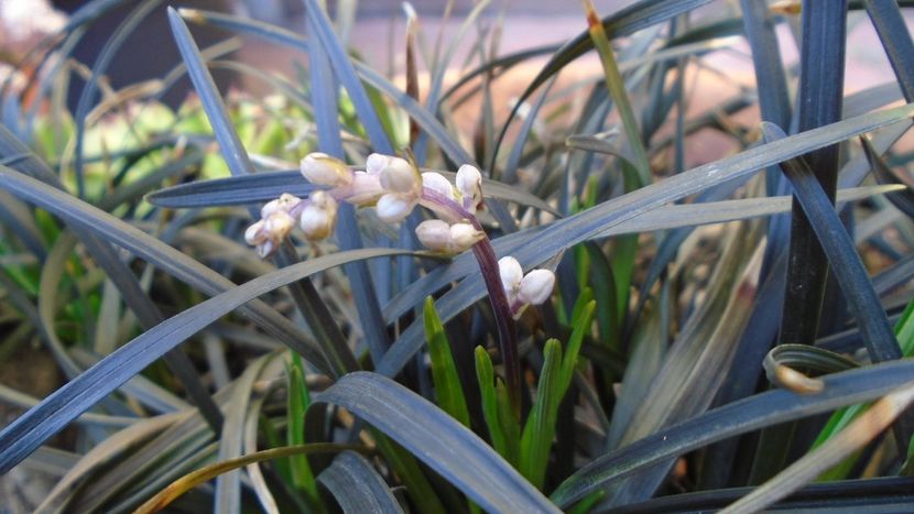 Barba sarpelui (Ophiopogon planiscapus), boboci - Primavara 2020