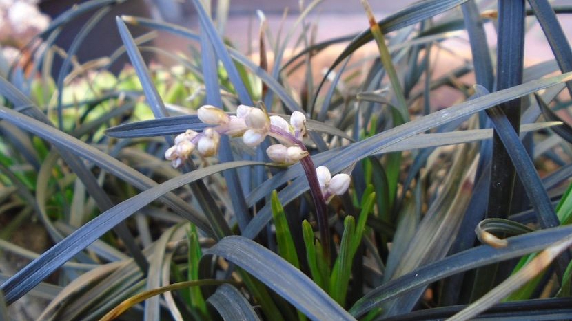 Barba sarpelui (Ophiopogon planiscapus), boboci - Primavara 2020