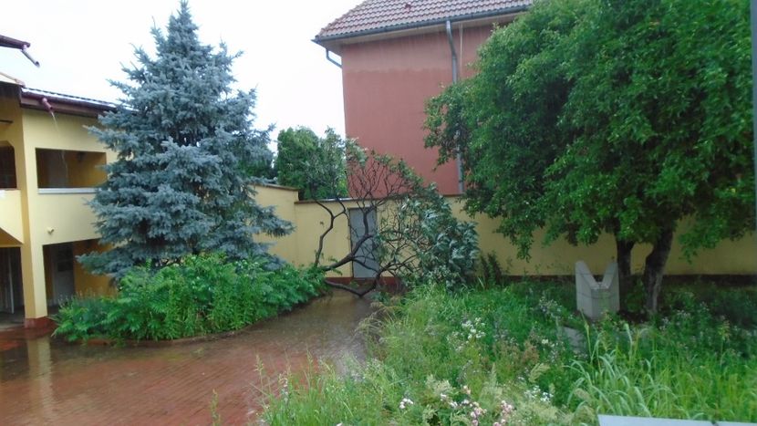 Otetarul rosu (Rhus typhina) s-a prabusit - Primavara 2020