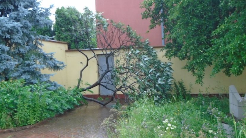 Otetarul rosu (Rhus typhina) s-a prabusit - Primavara 2020