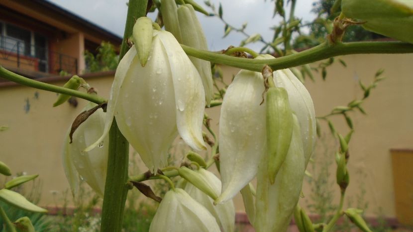 Yucca filamentosa - Primavara 2020