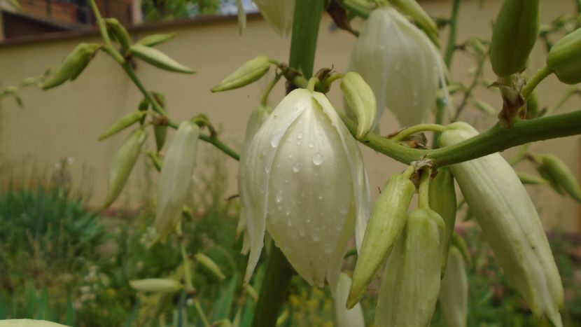 Yucca filamentosa - Primavara 2020