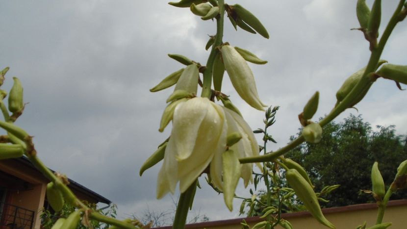 Yucca filamentosa - Primavara 2020