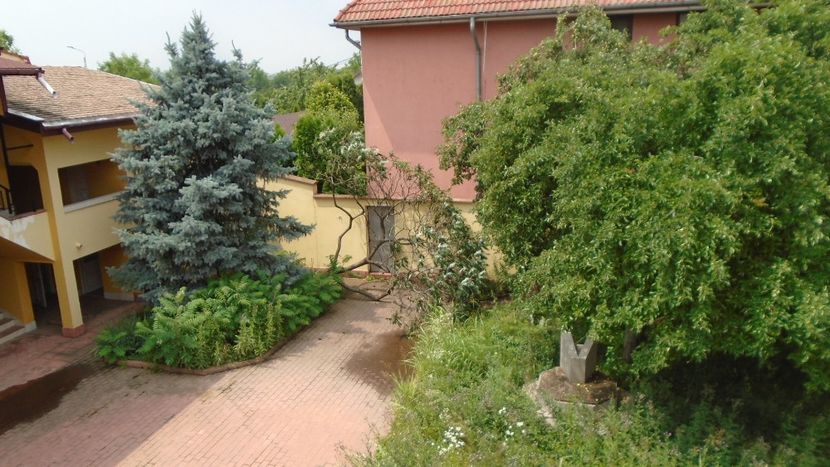 Otetarul rosu (Rhus typhina) s-a prabusit - Primavara 2020