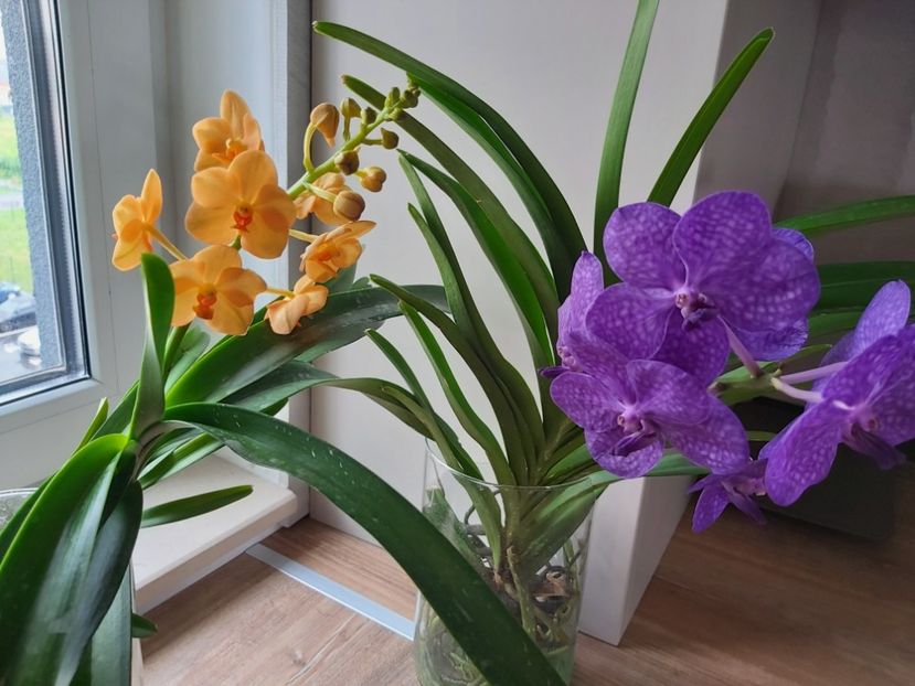  - vanda