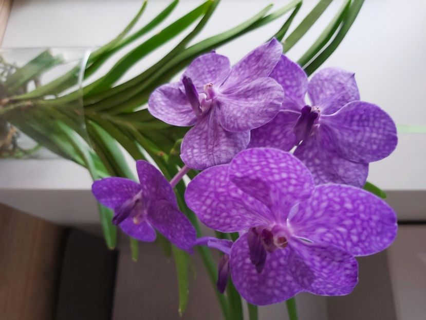  - vanda
