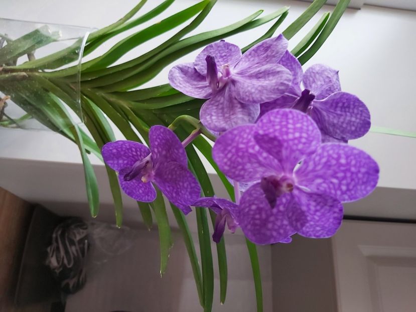  - vanda