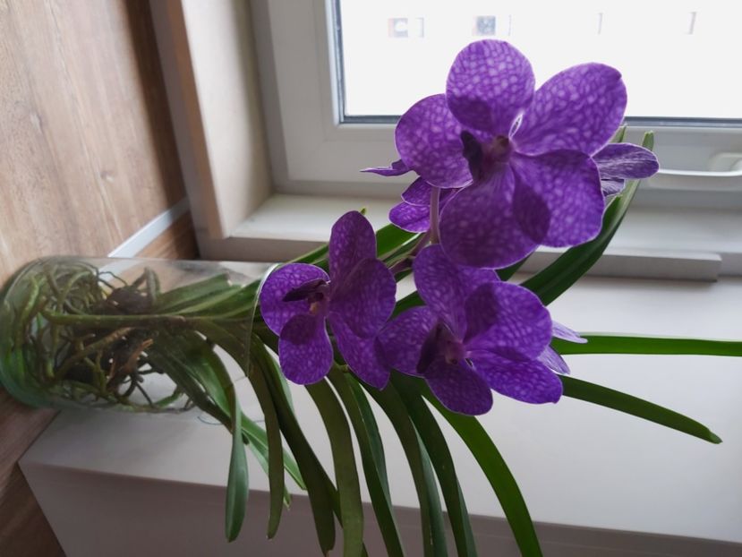  - vanda