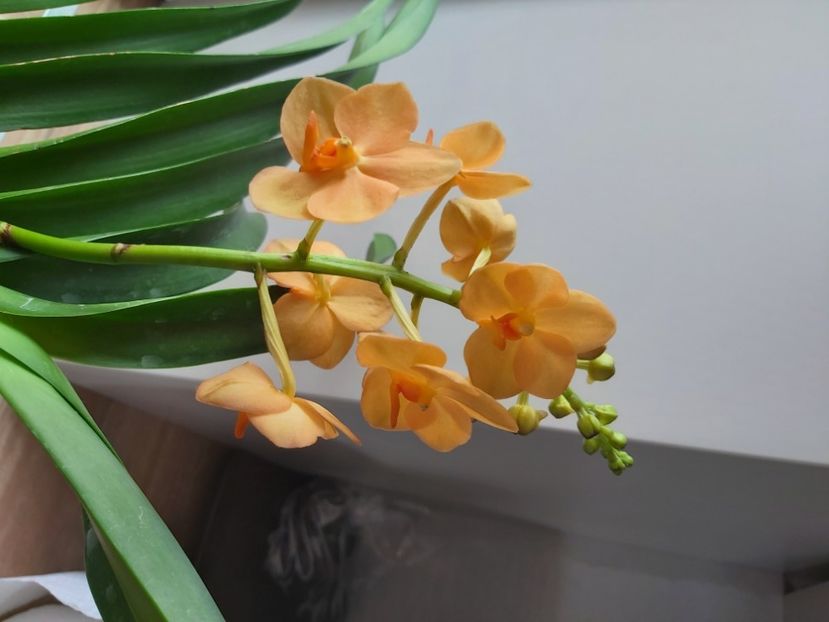 - vanda