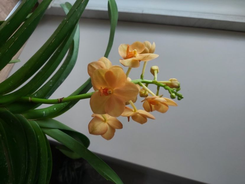  - vanda