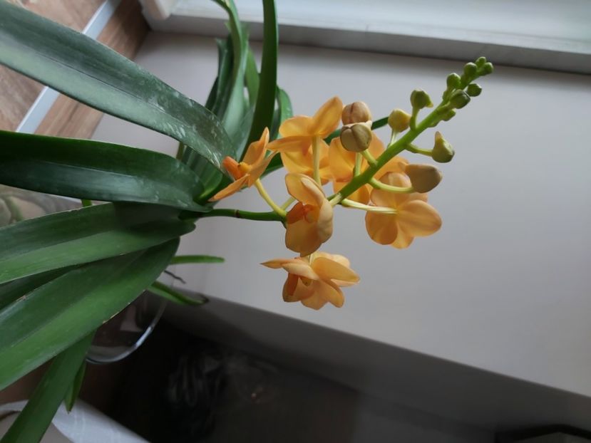  - vanda