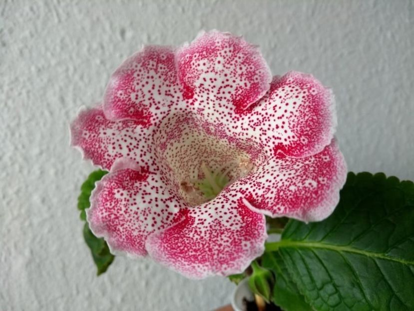 14b - Gloxinia din seminte 2020-2021