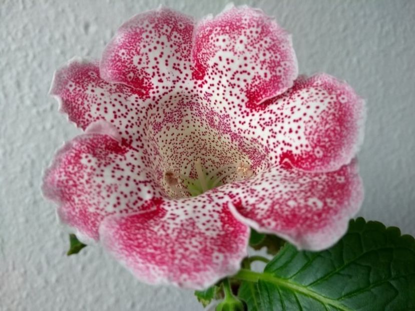 14c - Gloxinia din seminte 2020-2021