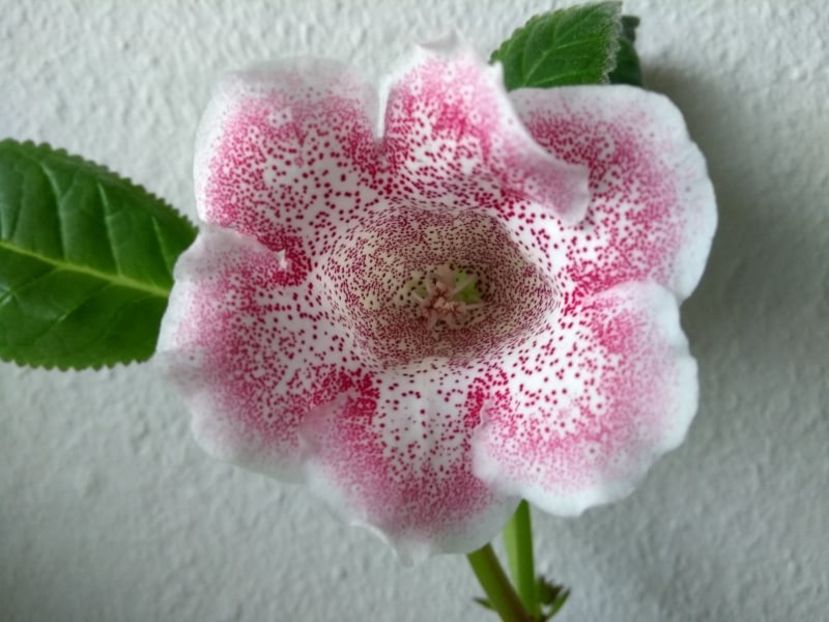 15a - Gloxinia din seminte 2020-2021