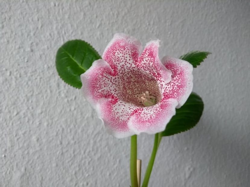 15b - Gloxinia din seminte 2020-2021