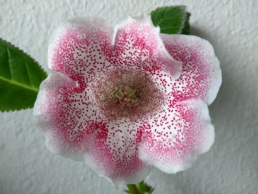 15c - Gloxinia din seminte 2020-2021