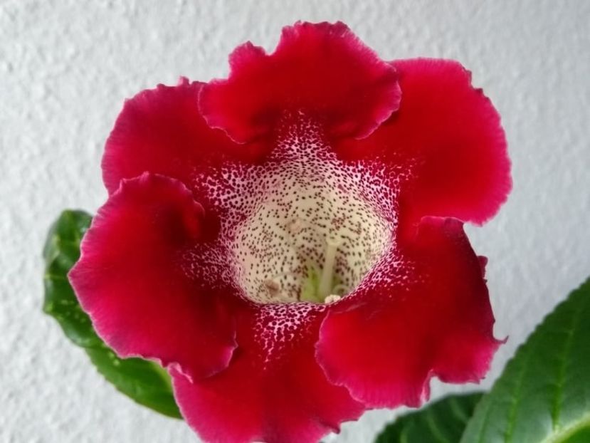 16a - Gloxinia din seminte 2020-2021