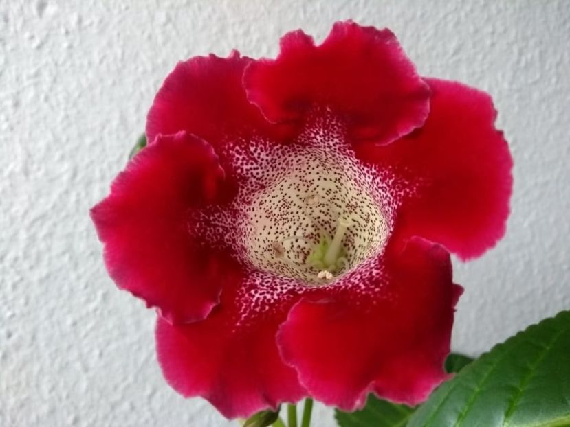 16c - Gloxinia din seminte 2020-2021