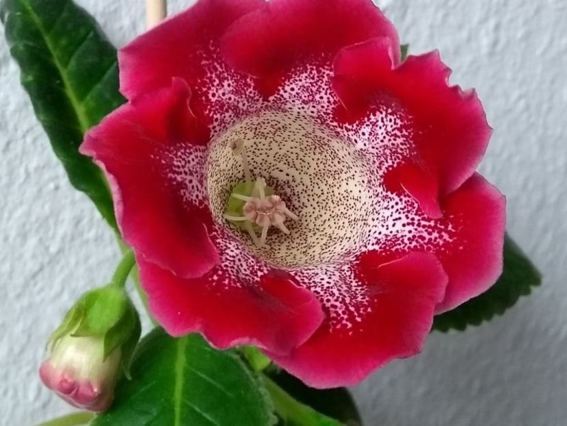 17a - Gloxinia din seminte 2020-2021