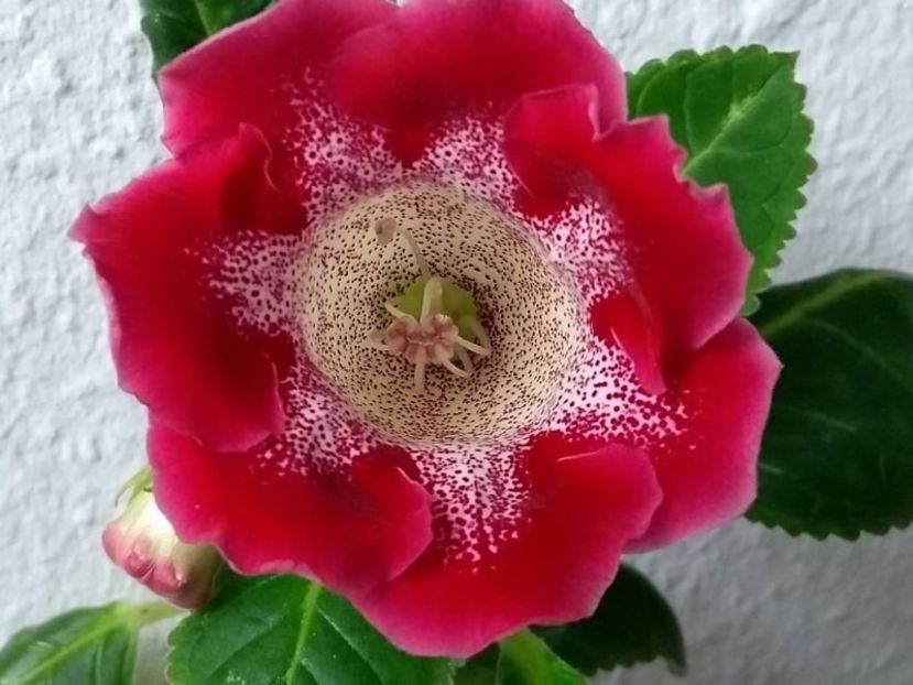 17c - Gloxinia din seminte 2020-2021