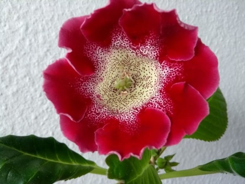 18a - Gloxinia din seminte 2020-2021