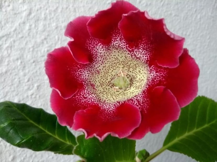 18b - Gloxinia din seminte 2020-2021