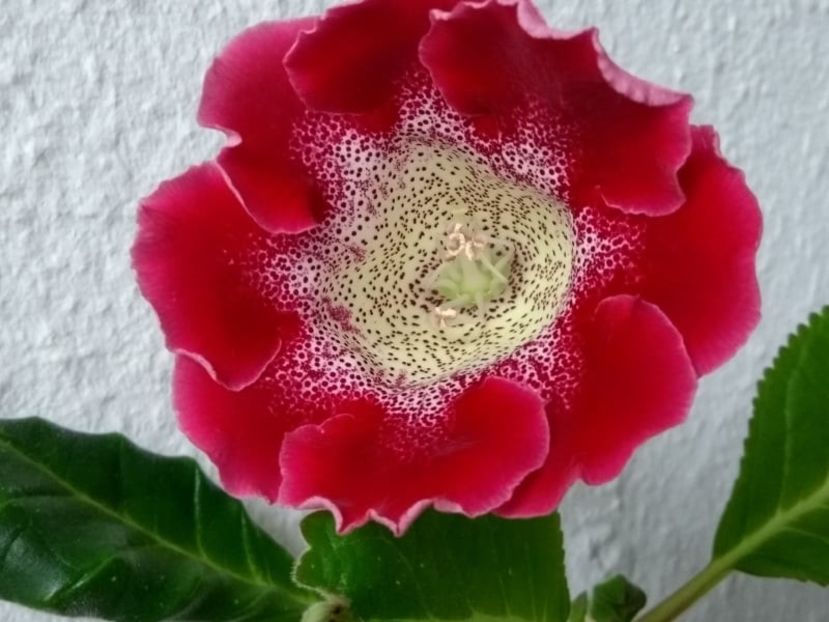 18c - Gloxinia din seminte 2020-2021