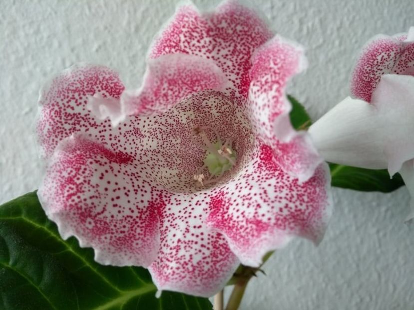 19c - Gloxinia din seminte 2020-2021