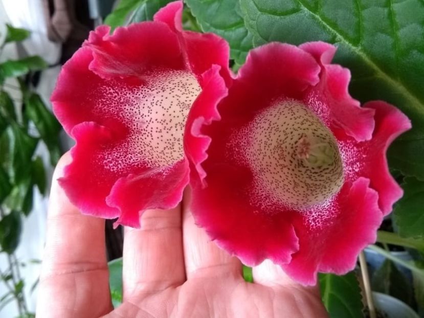 20a - Gloxinia din seminte 2020-2021