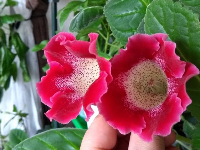 20b - Gloxinia din seminte 2020-2021