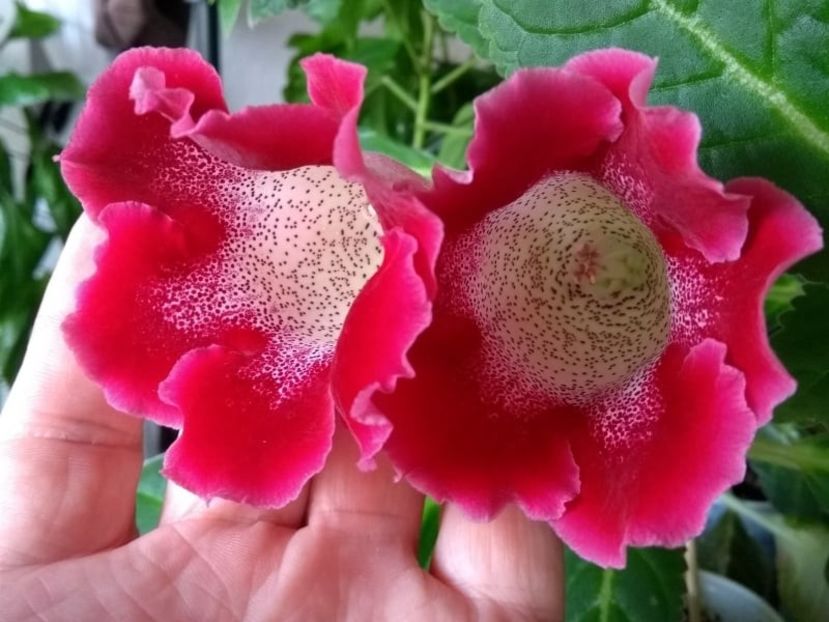 20c - Gloxinia din seminte 2020-2021