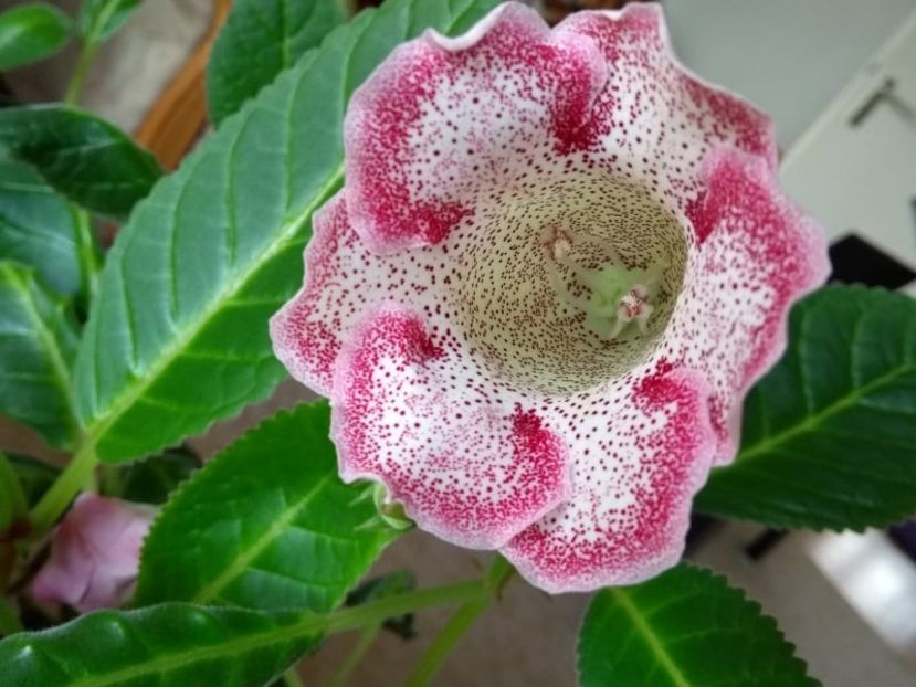 21a - Gloxinia din seminte 2020-2021