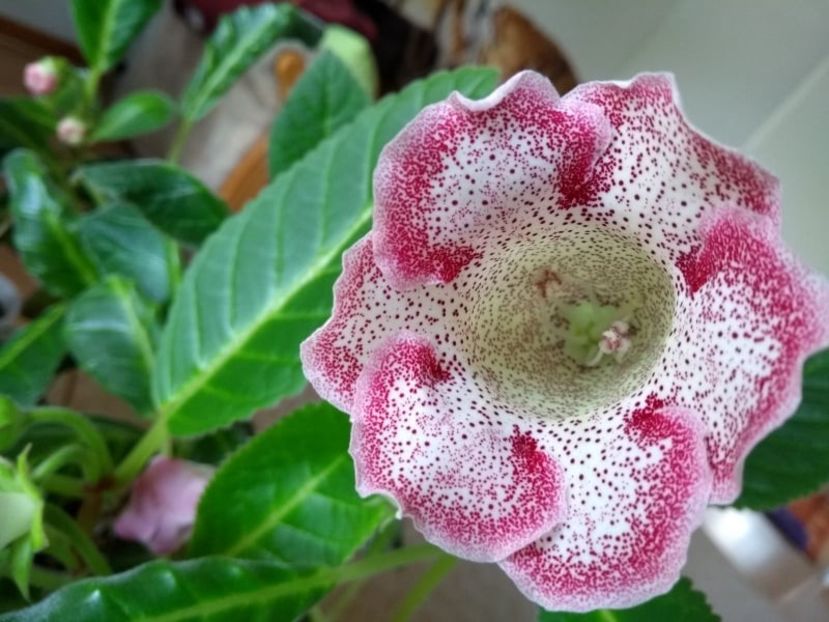 21b - Gloxinia din seminte 2020-2021