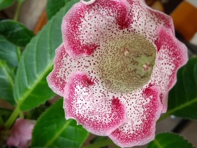 21c - Gloxinia din seminte 2020-2021