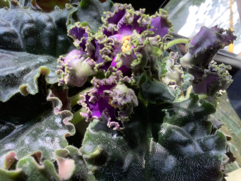 2197E47D-3A57-444F-8BF4-34A14B9B4447 - Cajun s Royal Knockout