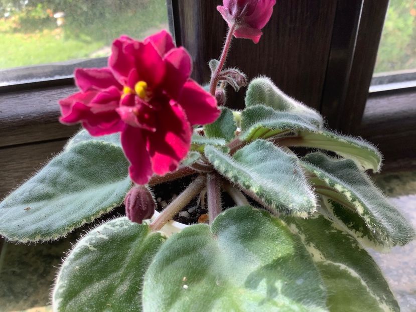 E3DC1A2E-FEDA-4273-8779-6452B15FEEA5 - Pow Wow