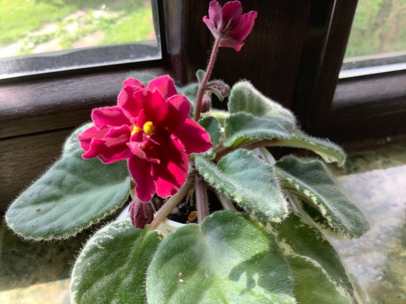 92C0B5DE-3E6D-42A4-A29B-855F59065AD2 - Pow Wow