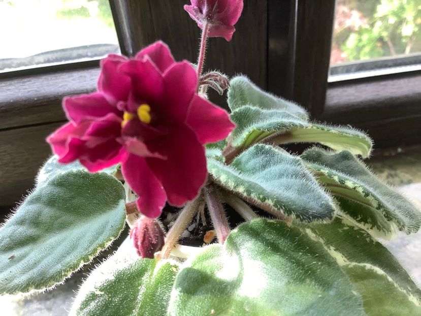 1EB679C7-1854-41A3-830D-4FEE0F3C4224 - Pow Wow