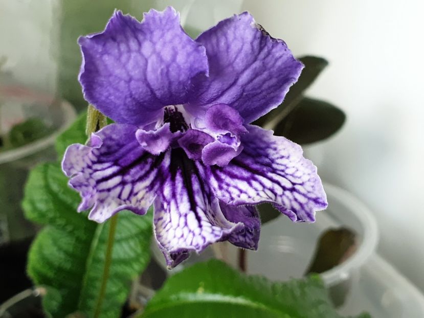  - Streptocarpus